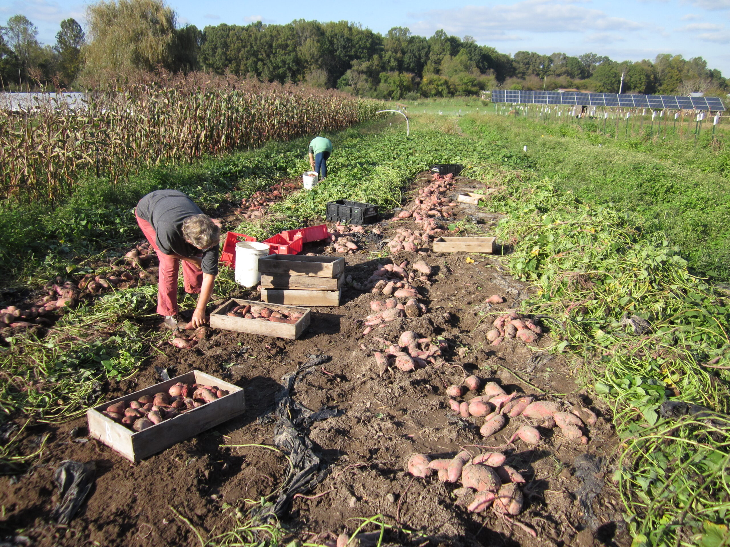 Harvesting and Storage