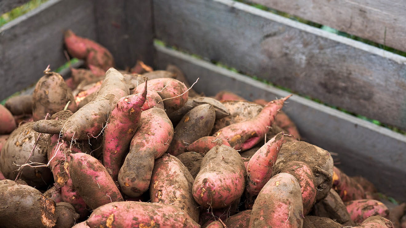 Establishing Sweet Potatoes in Georgia