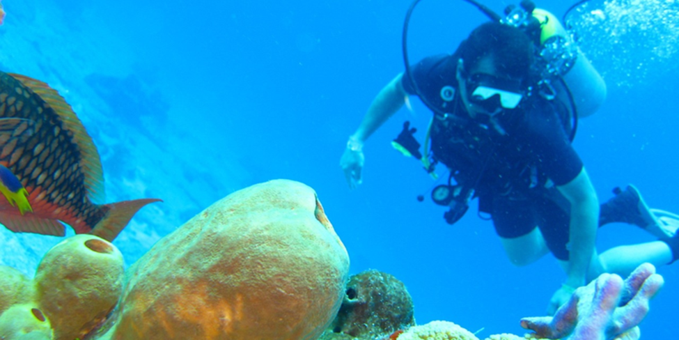 "Scuba divers exploring vibrant coral reefs in the Red Sea, Egypt."