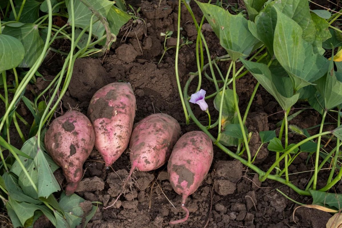 The Versatility of Sweet Potatoes